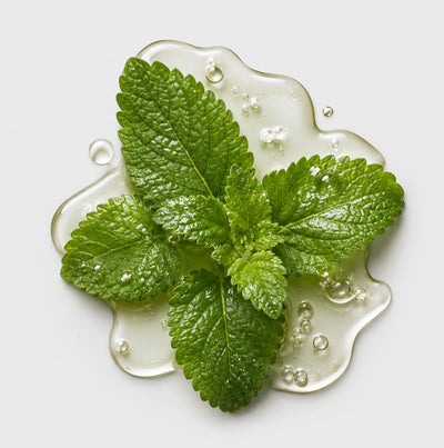 Lemon Balm