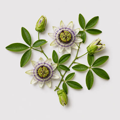 Passion Flower